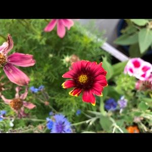 Meet your Posher, Nadine